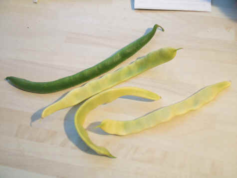 Beans.jpg (1459160 bytes)