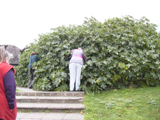 Fig Tree.jpg (333627 bytes)