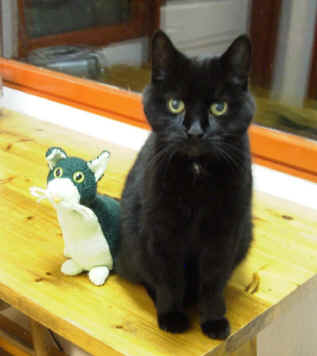 Harpic & Green Cat.jpg (72585 bytes)