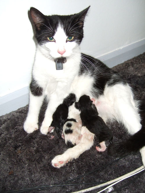 kittens.jpg (77154 bytes)